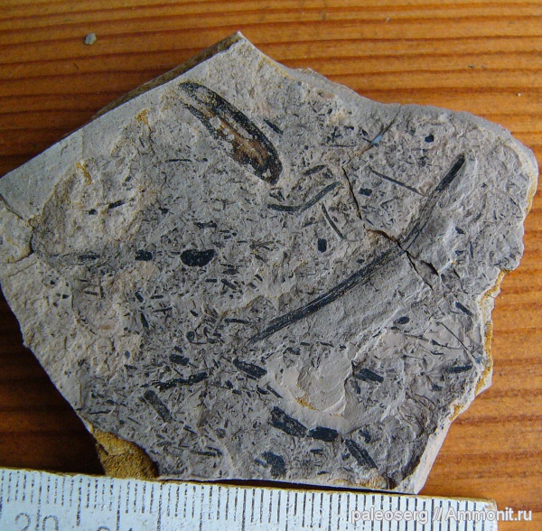 растения, Татарстан, верхняя пермь