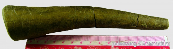 ордовик, головоногие моллюски, Восточная Сибирь, Ordovician