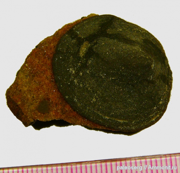 ордовик, Восточная Сибирь, Kirengellidae, Angarella, р. Ангара, Ordovician