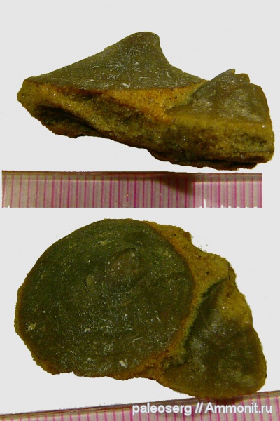 ордовик, Восточная Сибирь, Kirengellidae, Angarella, р. Ангара, Ordovician