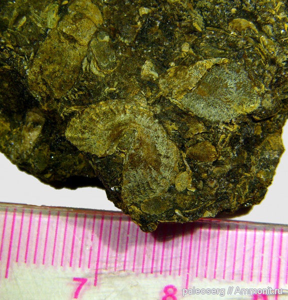 ордовик, Восточная Сибирь, Kirengellidae, Angarella, р. Ангара, Ordovician