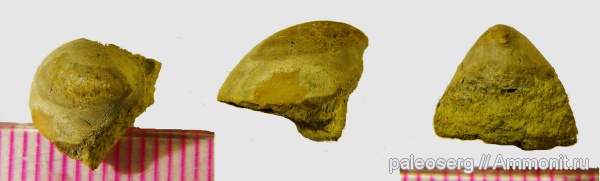 ордовик, Ленинградская область, Monoplacophora, Ordovician