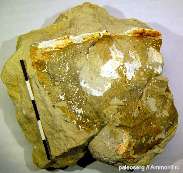 брахиоподы, ордовик, Ленинградская область, Strophomenida, Stropomenida, Ordovician