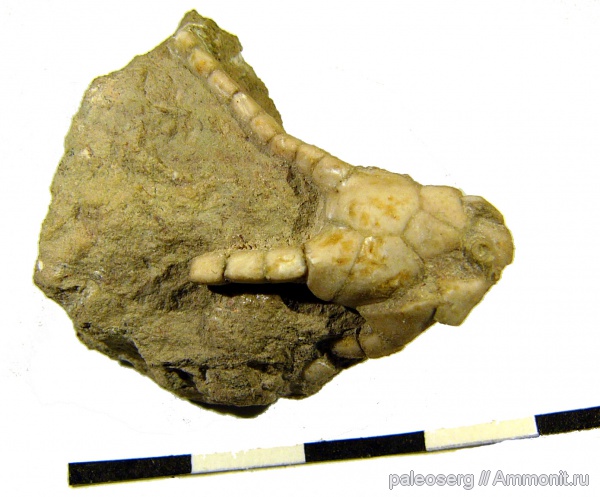 иглокожие, ордовик, р. Волхов, криноидеи, Ленинградская область, Hoplocrinus, Ordovician