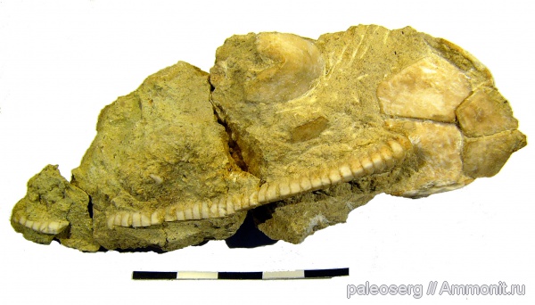 иглокожие, ордовик, криноидеи, Ленинградская область, Hoplocrinus, Ordovician