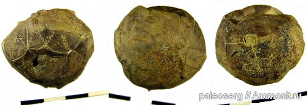 иглокожие, ордовик, р. Волхов, Ленинградская область, Hemicosmites, ромбиферы, Ordovician