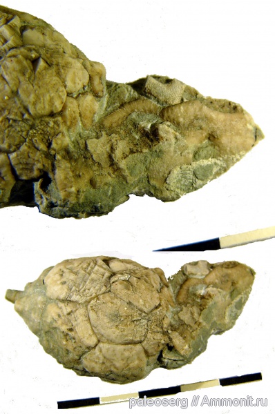 ордовик, Hemicosmites, Эстония, ромбиферы, Вазалемма, Ordovician