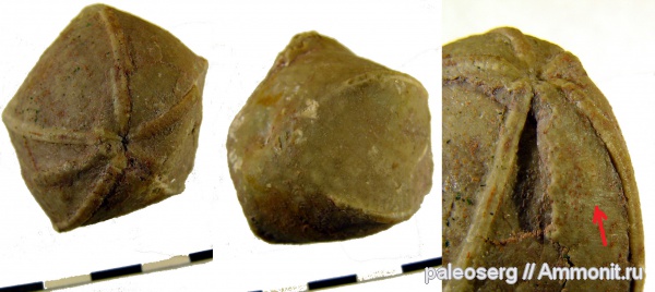 иглокожие, ордовик, Ленинградская область, Mesocystis, Diploporita, Ordovician