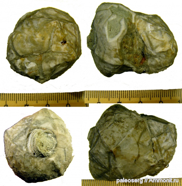 иглокожие, ордовик, Ленинградская область, Cheirocrinus, ромбиферы, Ordovician