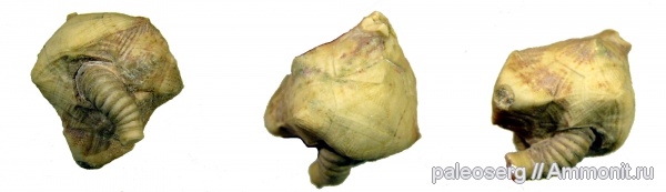 иглокожие, ордовик, Ленинградская область, Erinocystis, ромбиферы, Ordovician