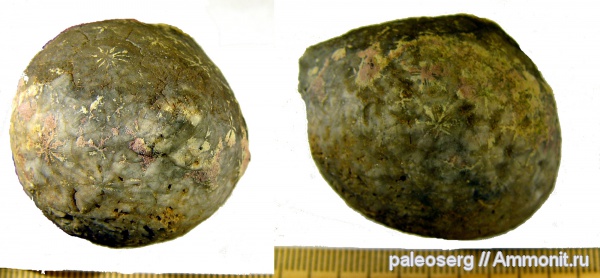 иглокожие, ордовик, Ленинградская область, ромбиферы, Heliocrinites, Ordovician