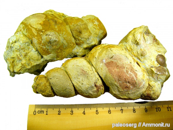 ордовик, Ленинградская область, Murchisonia, Hormotoma, сланцы, Ordovician