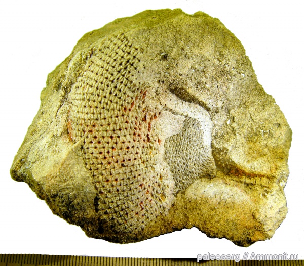 ордовик, водоросли, Ленинградская область, Receptaculitidae, Tettragonis, Ordovician