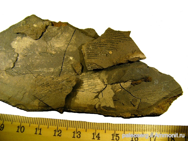 граптолиты, Dictyonema flabelliforme, Dictyonema