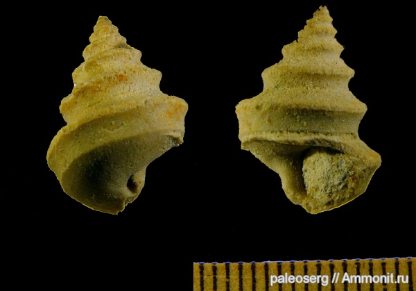 гастроподы, ордовик, Ленинградская область, Ordovician