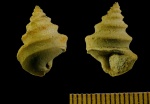 Lophospira sp.