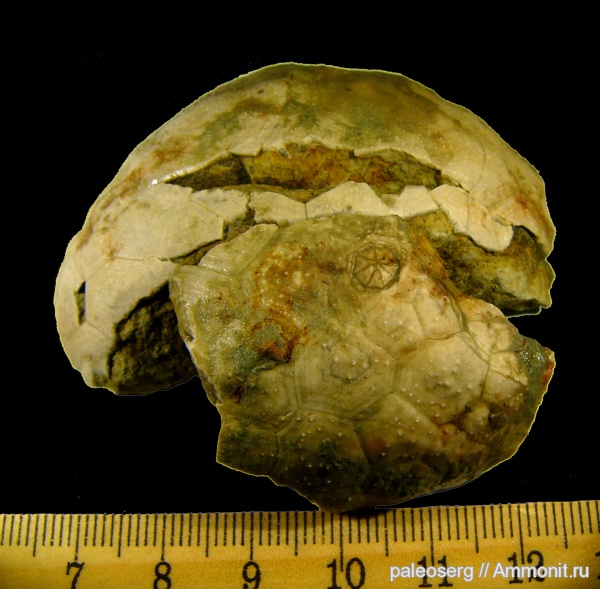 иглокожие, ордовик, Ленинградская область, Bockia, Heckerocrinus, Bockia cucumis, Ordovician