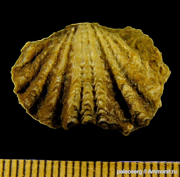 брахиоподы, ордовик, Ленинградская область, Platystrophia, Platystrophia chama, Platystrophiidae, Ordovician