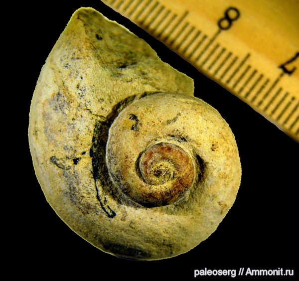 гастроподы, ордовик, Ленинградская область, Holopea, Ordovician