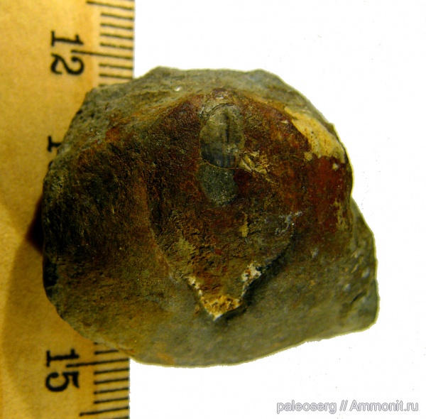 брахиоподы, ордовик, Сибирь, Eodinobolus, Eodinobolus mirabilis, Trimerellida, Ordovician