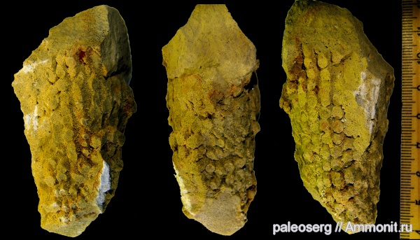 ордовик, губки, Ленинградская область, Sphinctozoa, Ordovician