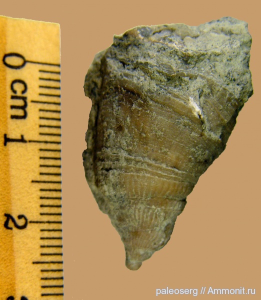 ордовик, ругозы, Ленинградская область, Brachyelasma, Ordovician