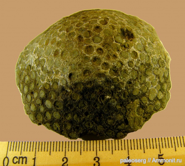 ордовик, кораллы, Восточная Сибирь, Подкаменная Тунгуска, Heliolitida, Ordovician