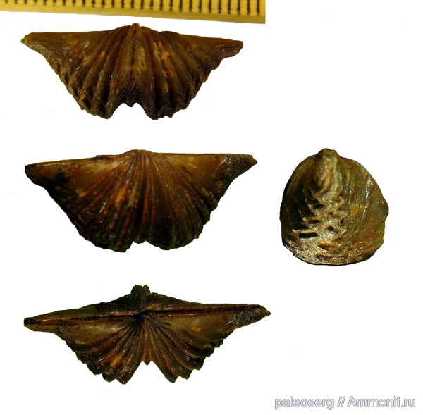 брахиоподы, ордовик, Ленинградская область, Platystrophia, Orthida, Platystrophia crassoplicata, Platystrophiidae, Ordovician