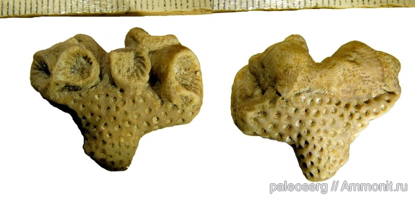 девон, Devonian, ругозы, Новгородская область