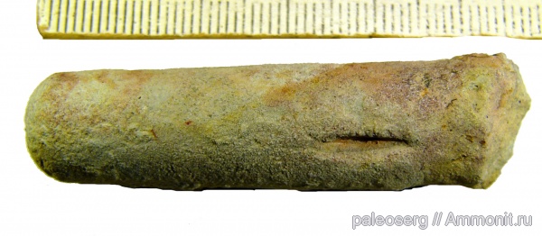 ордовик, головоногие моллюски, Ленинградская область, Orthoceras, Orthocerida, Orthoceras regulare, Ordovician