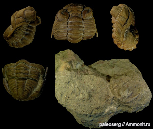 трилобиты, ордовик, р. Волхов, Ленинградская область, Ingriops, Pterygometopidae, Ingriops trigonocephalus, Ordovician