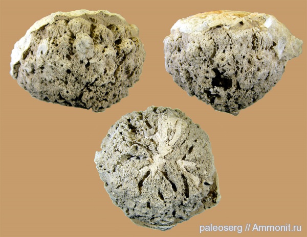 ордовик, губки, Ленинградская область, химическая препарация, Ordovician