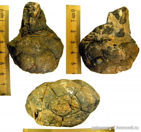 девон, Марокко, криноидеи, Devonian, Crinoidea, Cupressocrinus