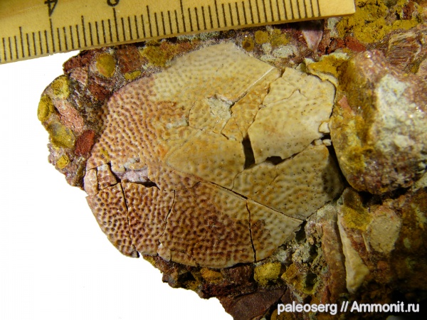 девон, рыбы, Devonian, Placodermi, Bothriolepis, фран, Bothriolepis cellulosa, Antiarchi, р. Сясь, fish