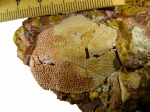 Bothriolepis cellulosa Pander