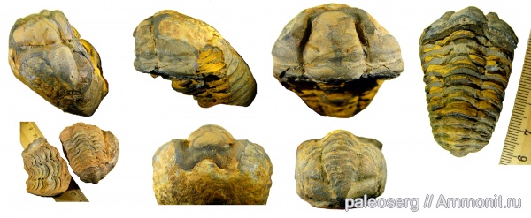 ордовик, Марокко, Calymenina, Colpocoryphe, Colpocoryphe grandis, Homalonotidae, Alnif, Ordovician