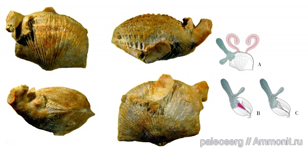 брахиоподы, ордовик, мшанки, р. Волхов, прижизненное поселение, Glossorthis, Epizoans, Ordovician