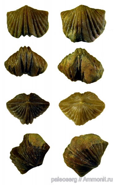 брахиоподы, ордовик, Platystrophia, прижизненное поселение, Platystrophia dentata lata, Platystrophiidae, Epizoans, Ordovician