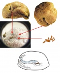 Возможная находка сколекодонтов (челюстные аппараты многощетинковых червей) на месте обитания - отверстия в колониях мшанок