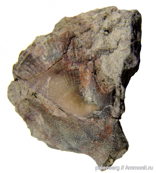 ордовик, ругозы, Ленинградская область, Brachyelasma, Ordovician