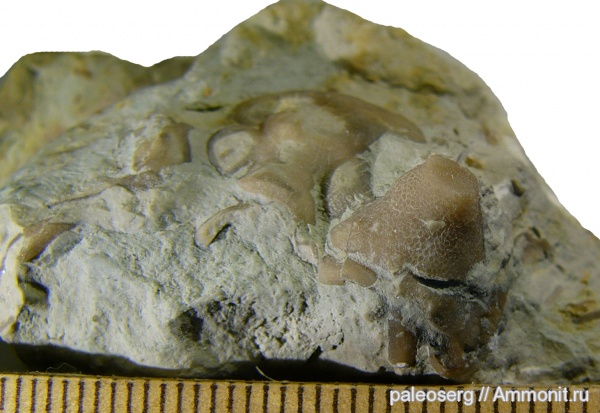 трилобиты, мшанки, обрастание, Toxochasmops wesenbergensis, Epizoans