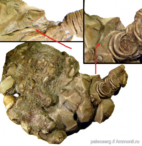 ордовик, Путиловский карьер, Rhombifera, Cheirocrinidae, Cheirocystella, Ordovician
