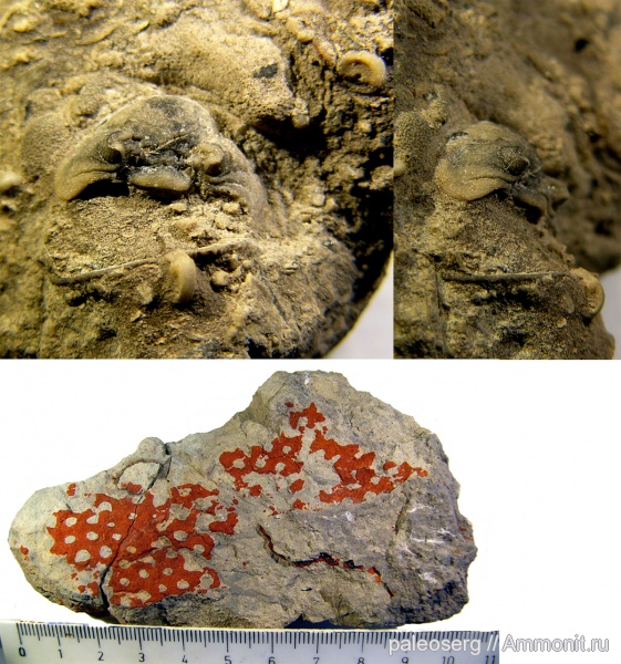 ордовик, Pterygometopidae, Keilapyge laevigata, Proavella