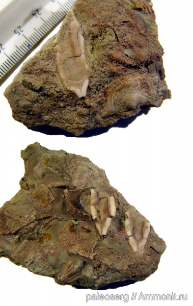 ордовик, Neorhipidocystis oepiki, Leptaena taxilla