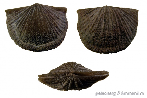 Glyptorthidae, Bassetella gracilis