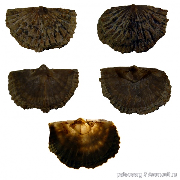 Clitambonitoidea, Estlandia hispida, Gonambonitidae