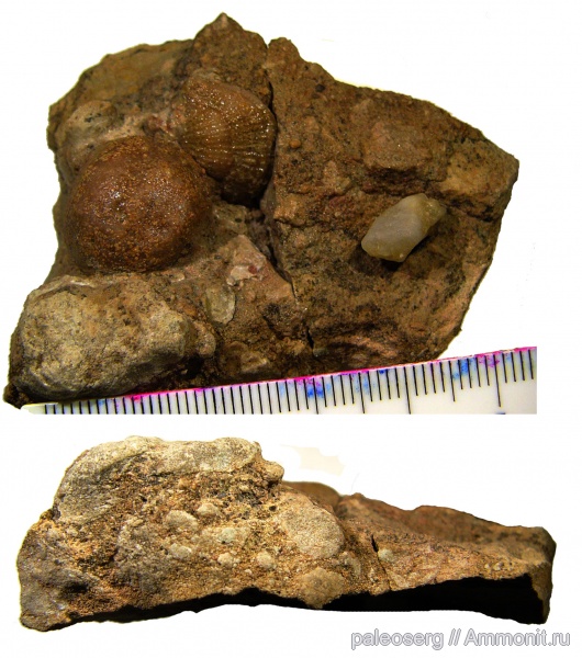 брахиоподы, ордовик, девон, переотложение