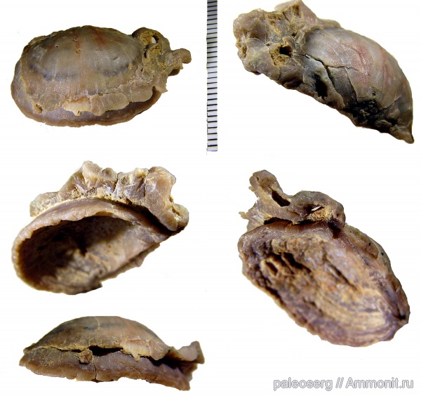 ордовик, паразитизм, Strophomenida, Leptelloidea, Plectambonitoidea, Leptelloidea leptelloides, Leptellinidae, Leptellininae