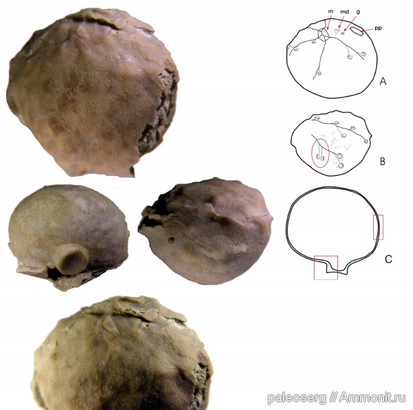 иглокожие, ордовик, Diploporita, Glyptosphaerites, Glyptosphaerites leuchtenbergi