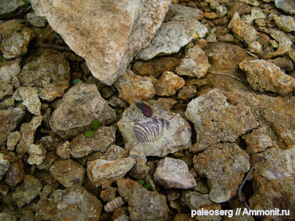 плакодермы, Placodermi, Ptyctodontida, Главное девонское поле